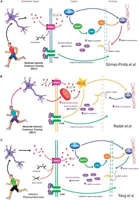The Impact of High-Intensity Interval Training on Brain Derived Neurotrophic Factor in Brain: A Mini-Review